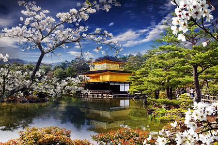 美丽樱花与黄金色寺