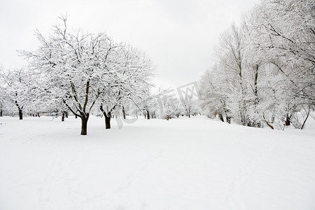 冬季现场摄影照片_träd i orchard täcks av snö果园被白雪覆盖的树木