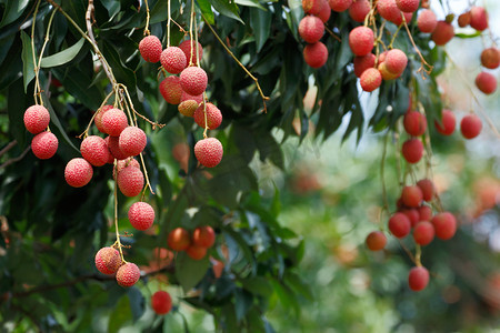 新鲜植物摄影照片_新鲜水果荔枝农业果树