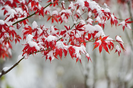 雪中摄影照片_红红的枫叶在雪中