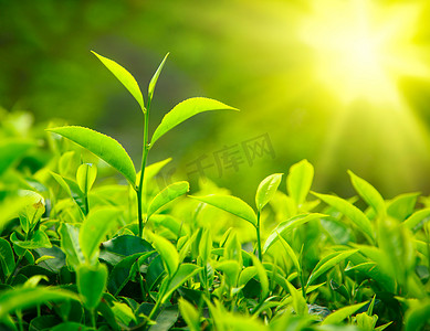 茶芽和叶自然景色绿色