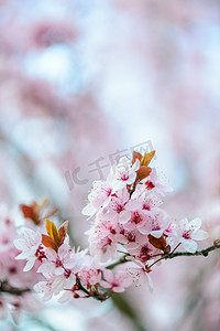 点波摄影照片_春天开花的树