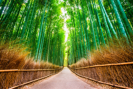 京都竹林