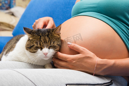 怀孕的年轻 wooman 和坐在旁边的猫的肚子里