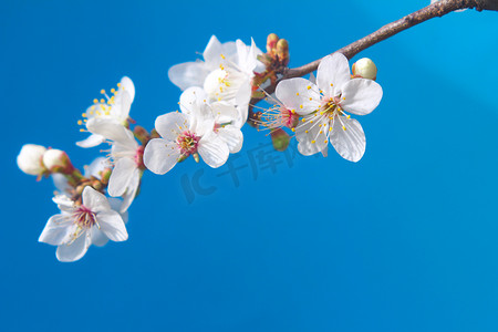 杏花瓣摄影照片_蓝色背景上的粉红桃花