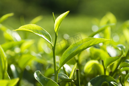 茶叶漂亮摄影照片_茶叶