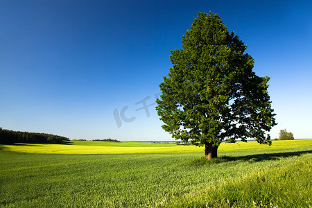 绿色农田摄影照片_在农业领域的树