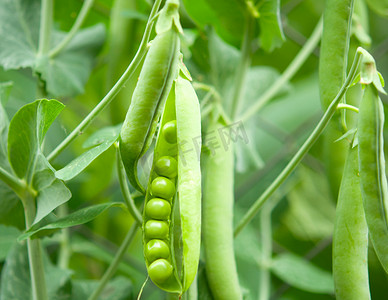 红豆植物摄影照片_豌豆