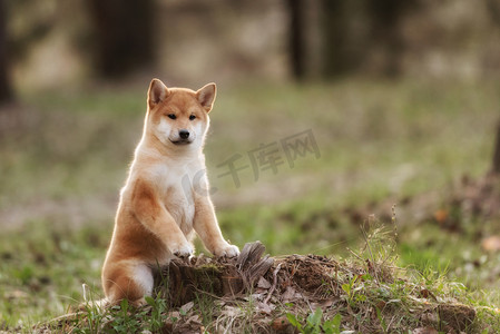 黄色动物摄影照片_美丽年轻的红芝犬小狗