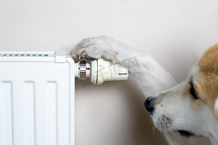 舒适温度摄影照片_调整舒适温度的狗