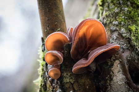可食用的摄影照片_食用蘑菇称为木耳朵的特写镜头