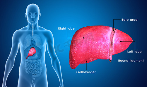 身体结构人体摄影照片_肝脏医学研究医疗环境