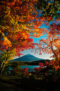 金色绚丽摄影照片_富士山的魅力红枫秋季风景