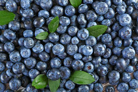 蓝莓果苗摄影照片_绿色的叶子的美味成熟蓝莓关闭