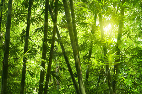 夏天的阳光摄影照片_竹林绿意盎然的丛林