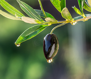 橄榄油滴从橄榄树的浆果。概念化图片.
