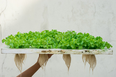 芽菜摄影照片_新芽绿橡树生菜水培，池塘泡沫