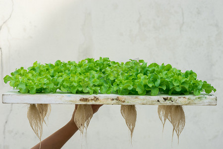 新芽绿橡树生菜水培，池塘泡沫