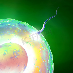 怀孕周期摄影照片_卵子和精子