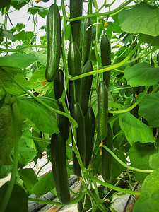 绿色蔬菜摄影照片_长长的绿色黄瓜挂在茎上