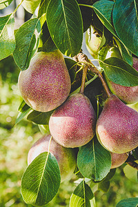 在树上成熟的收获梨
