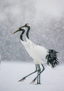 日本起重机行走在雪地上