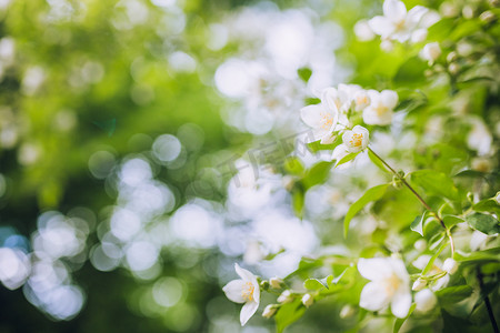 樱桃树开花