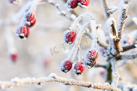 红色浆果摄影照片_冬天的背景下，在冰冻的树枝上的红色浆果覆盖无线