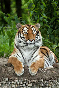 虎虎年摄影照片_西伯利亚虎（Panthera tigris altaica）)