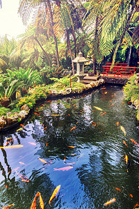 日本花园与游泳锦鲤鱼