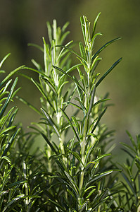 茶花茶籽摄影照片_迷迭香