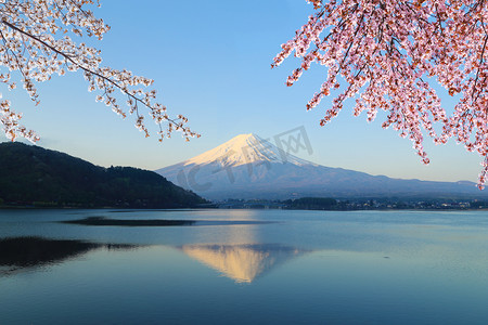 树从摄影照片_富士山，从湖河口湖的视图