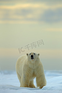 大北极熊在冰上