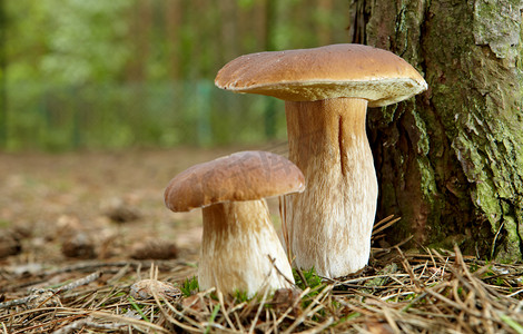蘑菇水墨摄影照片_苔藓中的蘑菇