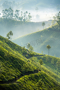 古典茶叶画册摄影照片_在慕那尔，印度的茶叶种植园