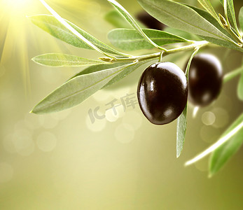 越来越多的橄榄。黑成熟的橄榄，一棵树上