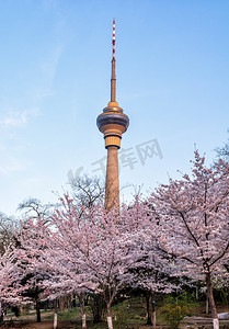 天空摄影照片_樱花