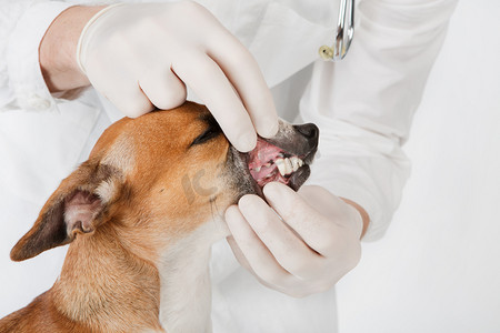 获取由兽医在白色背景上检查牙齿的宠物.