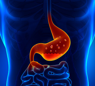 消化食物摄影照片_人体解剖胃部科技透视解剖图