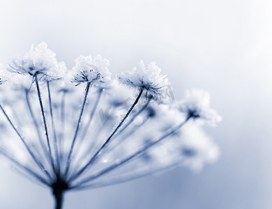 冬季植物花摄影照片_冷冻的花