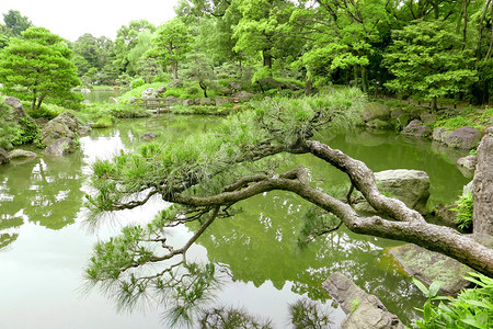 松日本摄影照片_松树，用反射在日本禅宗花园桥