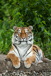 西伯利亚虎（Panthera tigris altaica）)