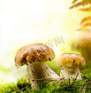 采草摄影照片_秋季森林蘑菇