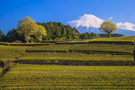 自然遗产日摄影照片_茶园和远处的富士山