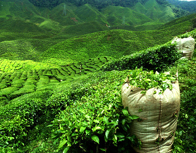 te摄影照片_绿色茶园