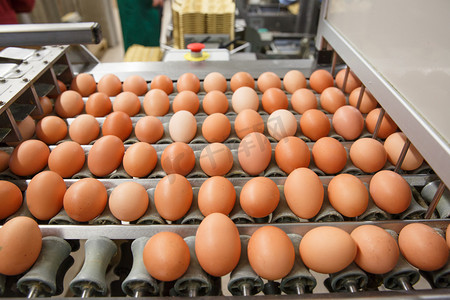 家禽鸡摄影照片_自动分拣的原料和新鲜的鸡蛋