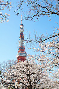 东京塔在樱花盛开的时间