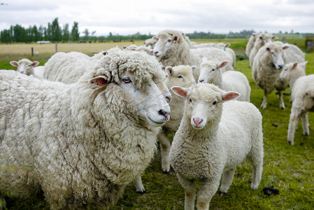 库存摄影照片_在新西兰农场的羊