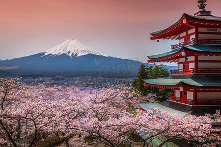 开花结果摄影照片_宝塔与樱花 & 富士山美景