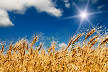 蓝天白云下成熟的小麦作物